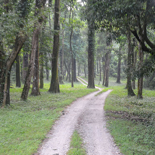 Chapramari Wildlife Sanctuary